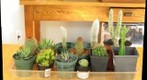 Cactus Assortment - Focus Stacked