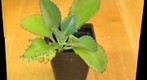 Kalanchoe - Focus Stacked