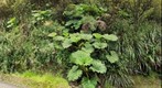 Ka`ala Gunnera - APPro2