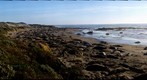 Elephant Seals at Piedras Blancas, California
