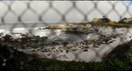 Seals at Hopkins Marine Lab, Pacific Grove, CA
