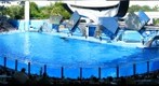SeaWorld Orlando, Shamu 2