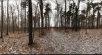 Dairy Bush Gigapan - 126 - January 25 2012