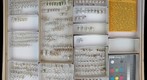 Lygaeidae 5