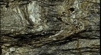 Graphitic Schist from Pownal, Vermont