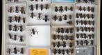 Coreidae 1