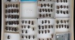 Coreidae 2