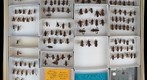 Coreidae 4