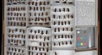 Coreidae 5