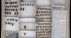 Coreidae 7