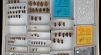 Coreidae 9