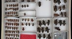 Coreidae 10