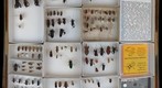 Coreidae Receiving 1