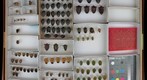 Pentatomidae 3
