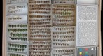 Pentatomidae 16