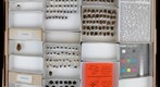 Cyrtocoridae, Phloeidae, Megarididae, and Plataspidae