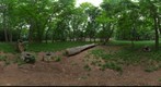 Yoyogi Park LOG