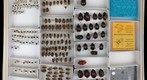 Ceratocanthidae, Glaphyridae, and Pleocomidae