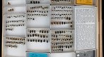 Trogidae 3