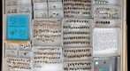Scarabaeidae 1