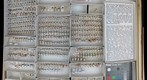 Scarabaeidae 4