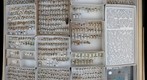 Scarabaeidae 5
