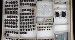 Scarabaeidae 7