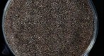 Sand from LaParee Beach, Bretignolles-sur-Mer, France