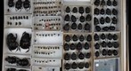 Scarabaeidae 10