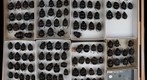 Scarabaeidae 11