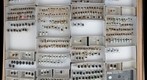 Scarabaeidae 13