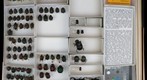 Scarabaeidae 15