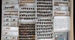 Scarabaeidae 16