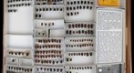 Scarabaeidae 17