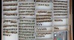 Scarabaeidae 19
