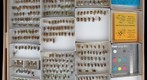 Scarabaeidae 21