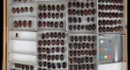 Scarabaeidae 22