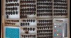 Scarabaeidae 23
