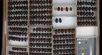 Scarabaeidae 24