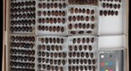 Scarabaeidae 25