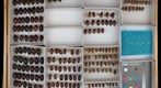Scarabaeidae 28
