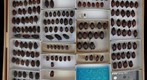 Scarabaeidae 30