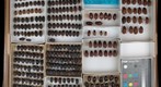 Scarabaeidae 32