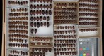 Scarabaeidae 34