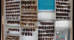Scarabaeidae 35