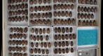 Scarabaeidae 37