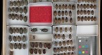 Scarabaeidae 38