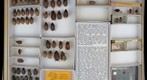 Scarabaeidae 39