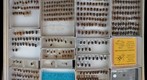 Scarabaeidae 40