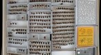 Scarabaeidae 41